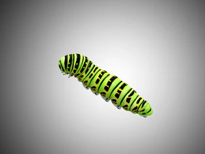 realistic high detailed low poly rigged caterpillar 3D Model