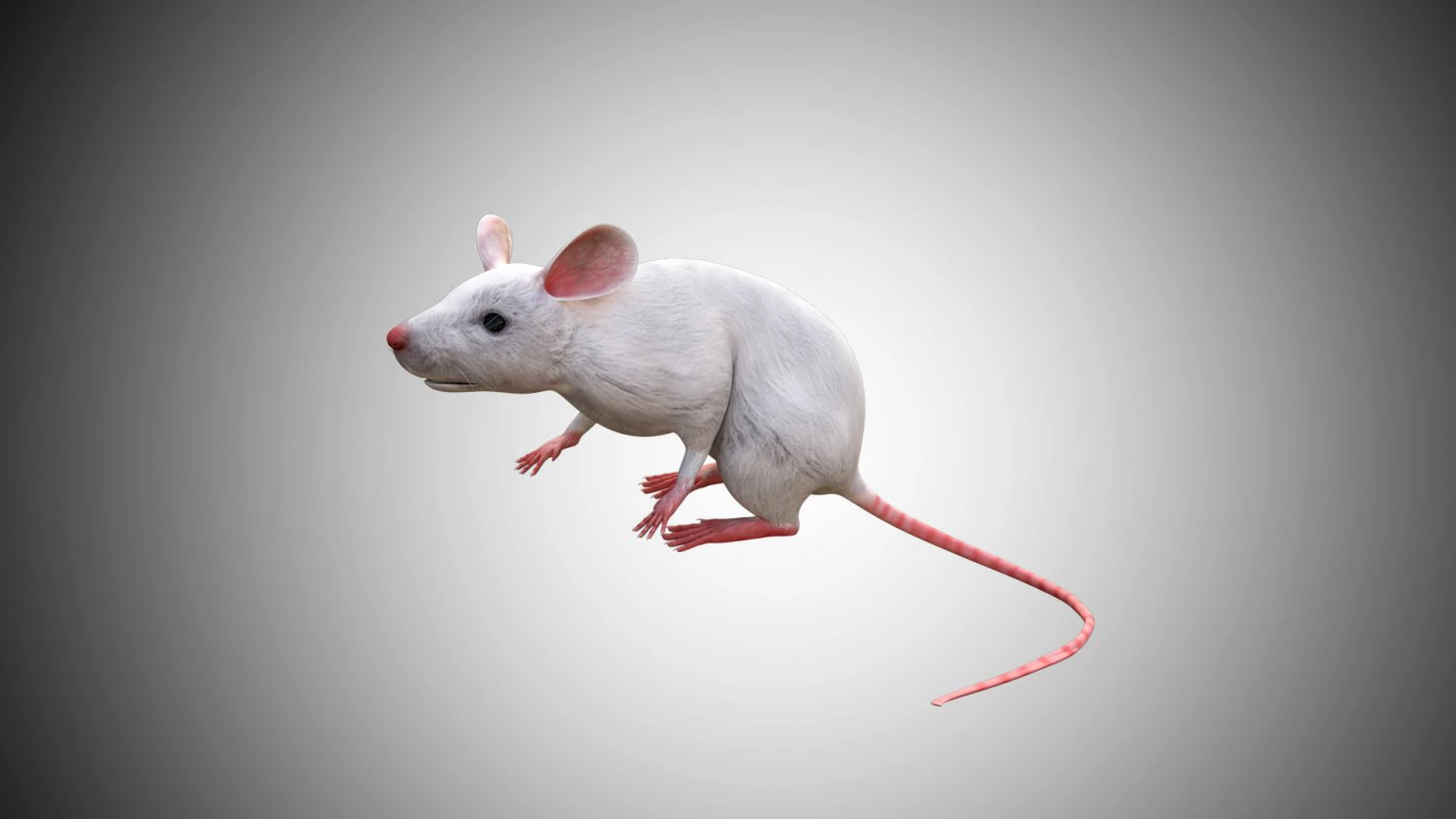 realistic high detailed rigged low poly white mouse 3d 3D Model .c4d .max .obj .3ds .fbx .stl .blend 