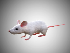 realistic high detailed rigged low poly white mouse 3d Modello 3D