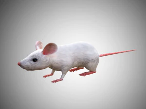 realistic high detailed rigged low poly white mouse 3d 3D Model