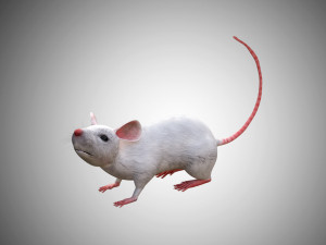 realistic high detailed rigged low poly white mouse 3d Modello 3D