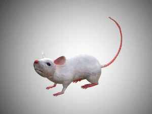 realistic high detailed rigged low poly white mouse 3d 3D Model