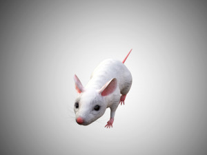 realistic high detailed rigged low poly white mouse 3d Modello 3D