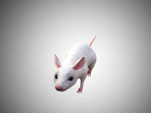 realistic high detailed rigged low poly white mouse 3d 3D Model