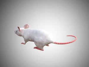 realistic high detailed rigged low poly white mouse 3d 3D Model