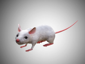 realistic high detailed rigged low poly white mouse 3d Modello 3D