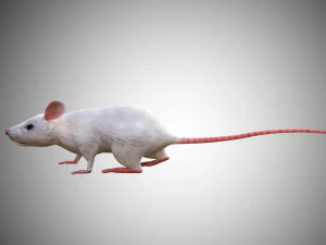 realistic high detailed rigged low poly white mouse 3d 3D Model