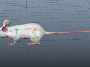 realistic high detailed rigged low poly white mouse 3d Modello 3D