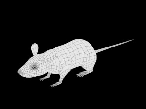 realistic high detailed rigged low poly white mouse 3d Modello 3D