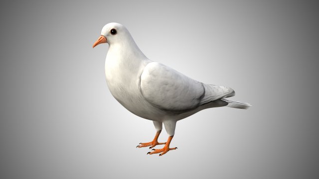 rigged low poly dove 3D Model .c4d .max .obj .3ds .fbx .stl .blend 