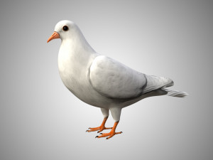 rigged low poly dove 3D Model