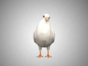 rigged low poly dove 3D Model