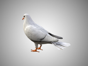 rigged low poly dove 3D Model