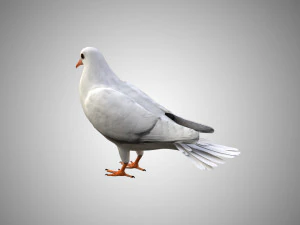 rigged low poly dove 3D Model