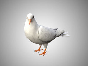 rigged low poly dove 3D Model