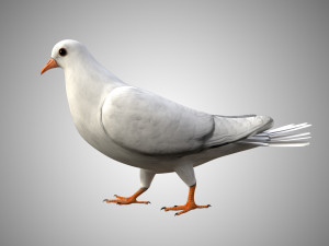rigged low poly dove 3D Model
