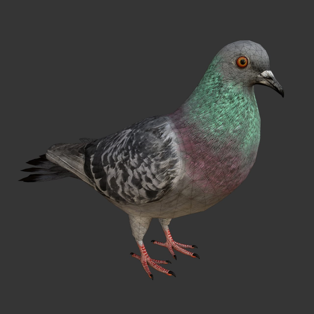 rigged low poly pigeon 3D-Modell .c4d .max .obj .3ds .fbx .stl .blend 