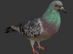rigged low poly pigeon 3D Model