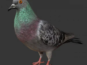 rigged low poly pigeon 3D Model