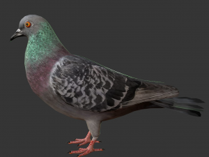 rigged low poly pigeon 3D-Modell