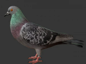 rigged low poly pigeon 3D Model
