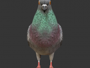 rigged low poly pigeon 3D-Modell