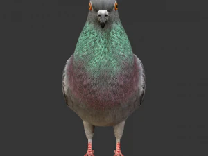 rigged low poly pigeon 3D Model
