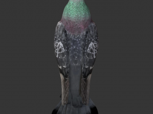 rigged low poly pigeon 3D-Modell