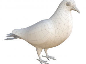 rigged low poly pigeon 3D-Modell