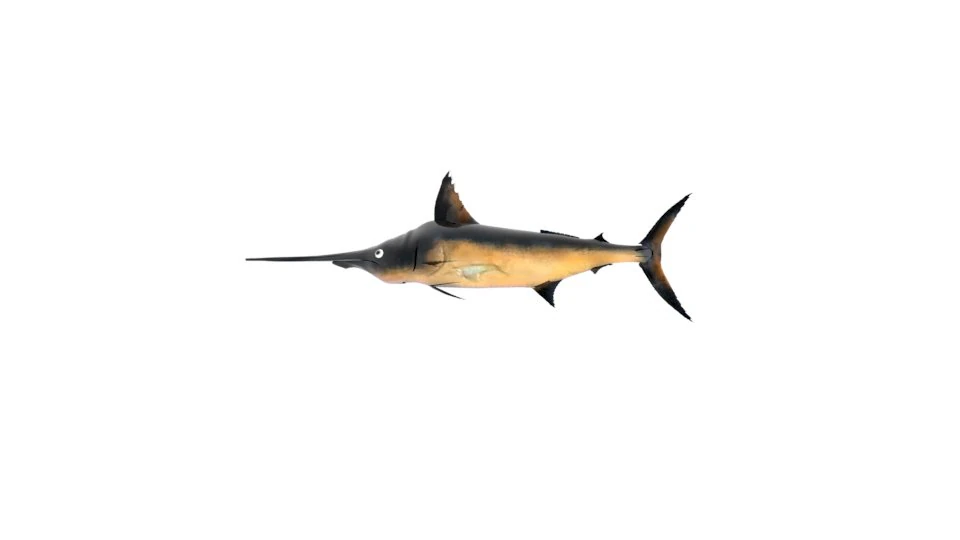 Schwertfisch Schwertfisch 3D Modell .c4d .max .obj .3ds .fbx .stl .blend