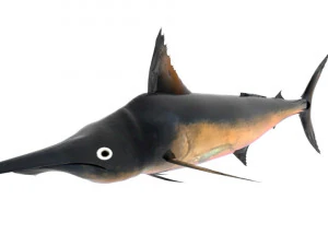 Schwertfisch Schwertfisch 3D Modell