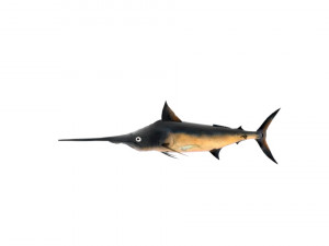 swordfish sword fish 3D-Modell