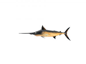 swordfish sword fish 3D-Modell