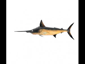 Schwertfisch Schwertfisch 3D Modell
