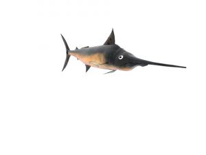 Schwertfisch Schwertfisch 3D Modell