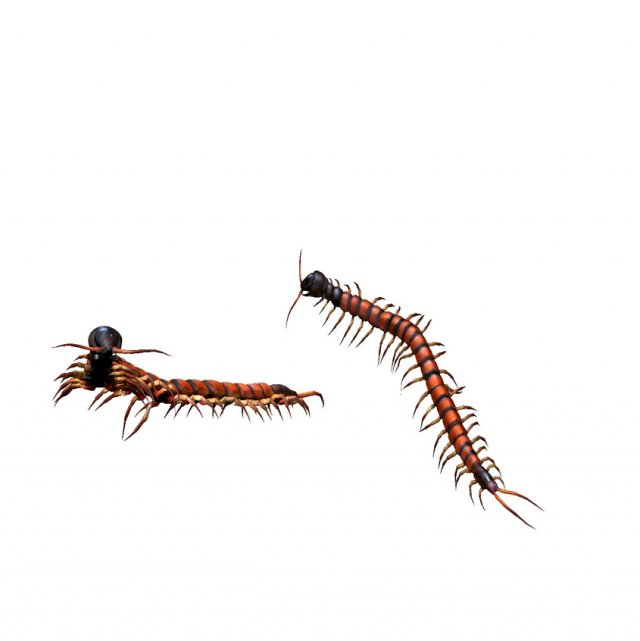 centipede Modello 3D .c4d .max .obj .3ds .fbx .stl .blend 