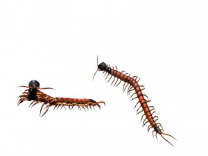 centipede 3D Model