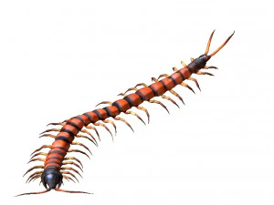 centipede 3D Model