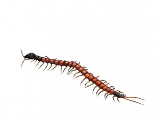 centipede 3D Model