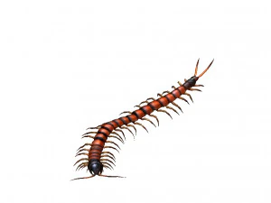 centipede 3D Model
