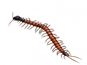 centipede 3D Model
