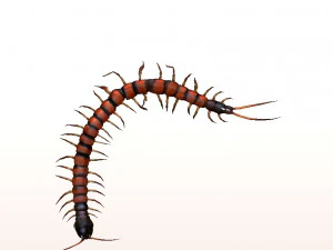 centipede 3D Model