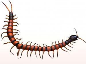 centipede 3D Model