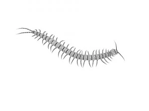 centipede 3D Model