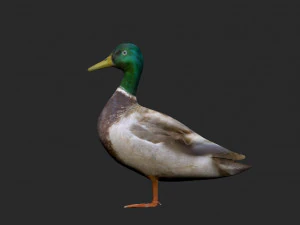mallard rigged low poly 3D Model