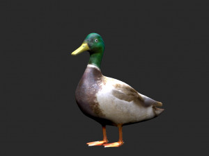 mallard rigged low poly 3D Model