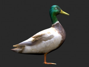mallard rigged low poly 3D Model