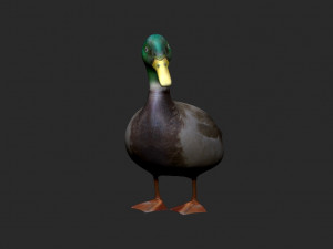 mallard rigged low poly 3D Model