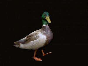 mallard rigged low poly 3D Model