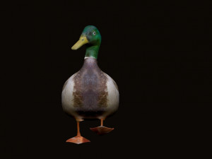 mallard rigged low poly 3D Model